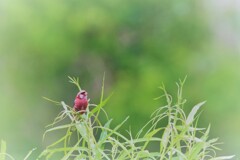 白髪のおじさん