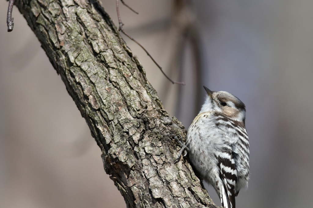 気怠い昼下がり