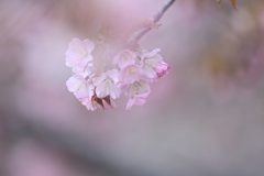 ほんのり桜色