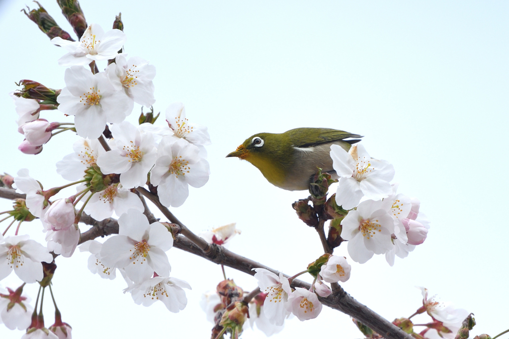 見頃食べ頃