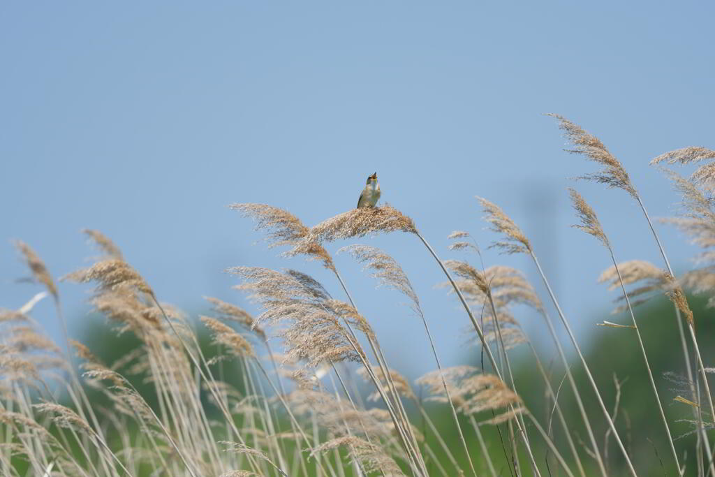 草原で愛を叫ぶ