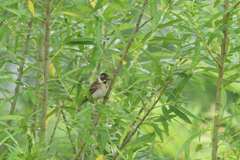 ちびっ子ジュリン