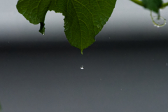 雨が小粒の真珠なら
