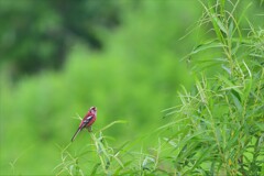紅＆緑