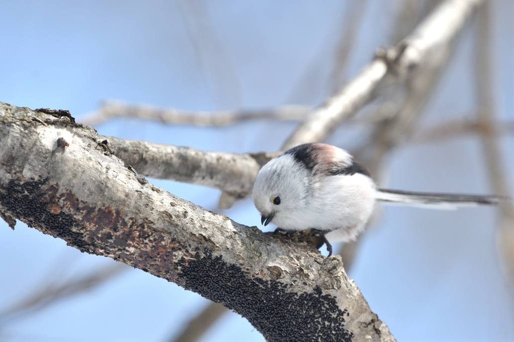 春さがし