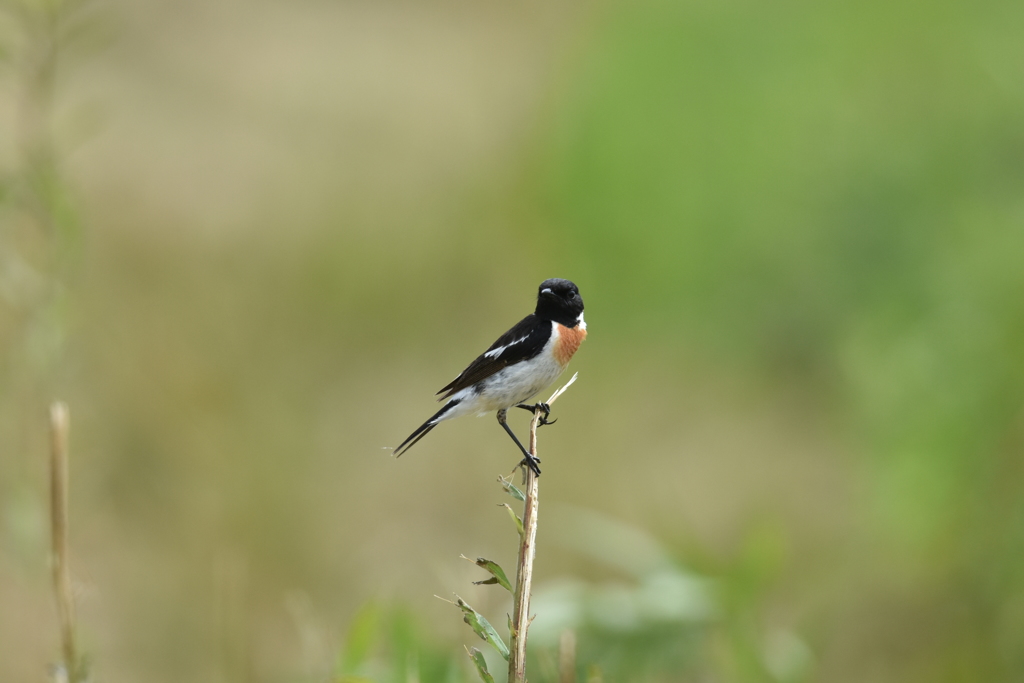 のび太のくせに