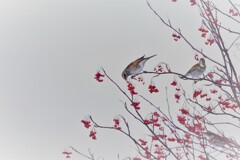 狂った季節