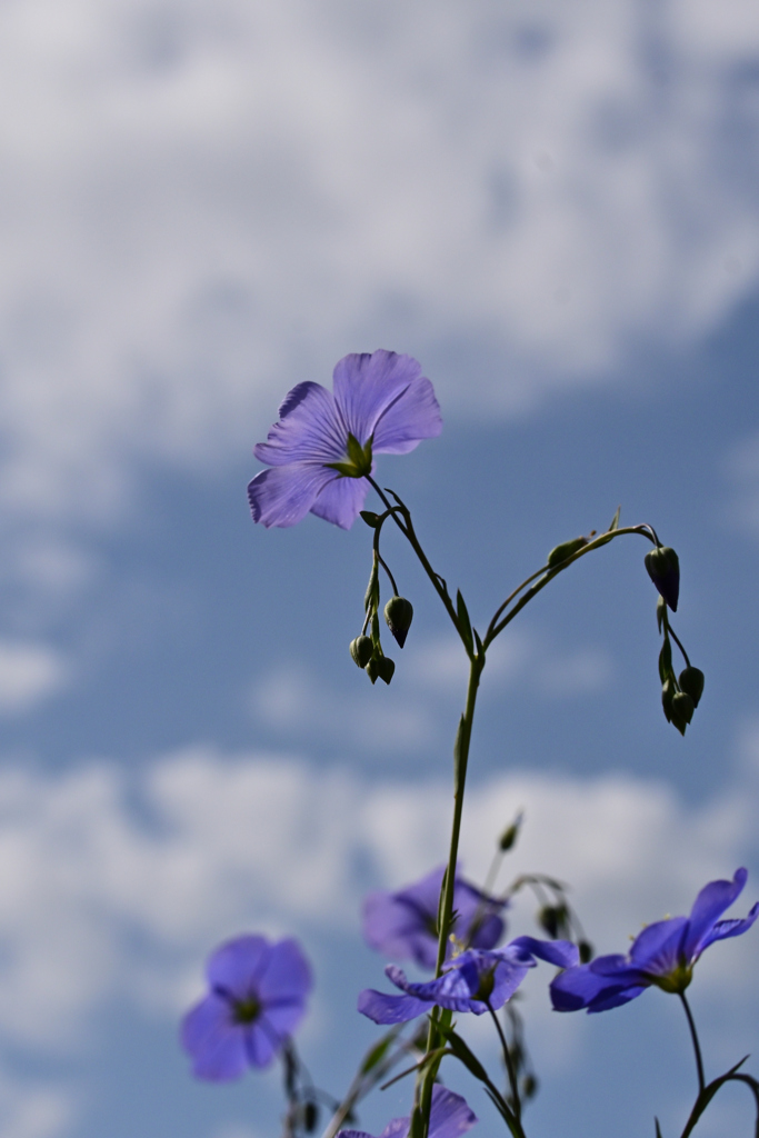 空に咲く花