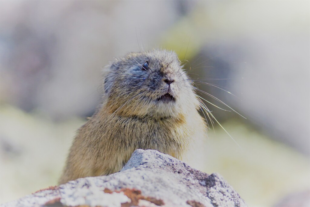 あの日のナッキー