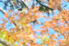 鳥紅葉