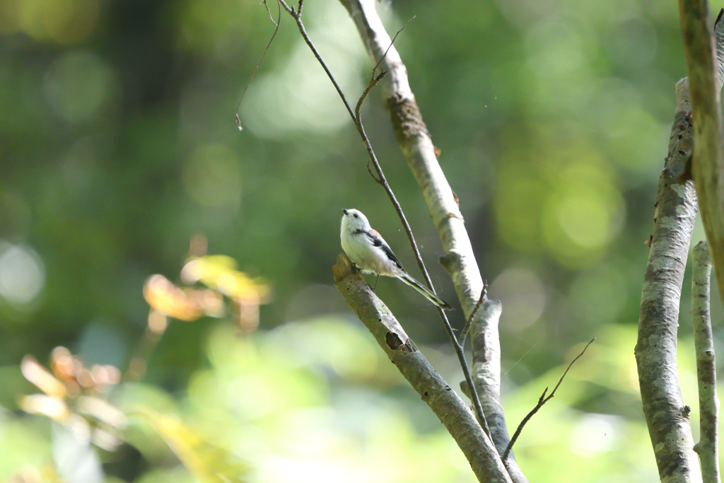 ハッピーオータム