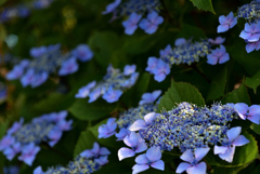 花火の夏