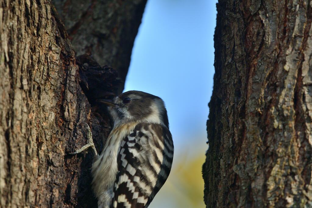 すきま鳥