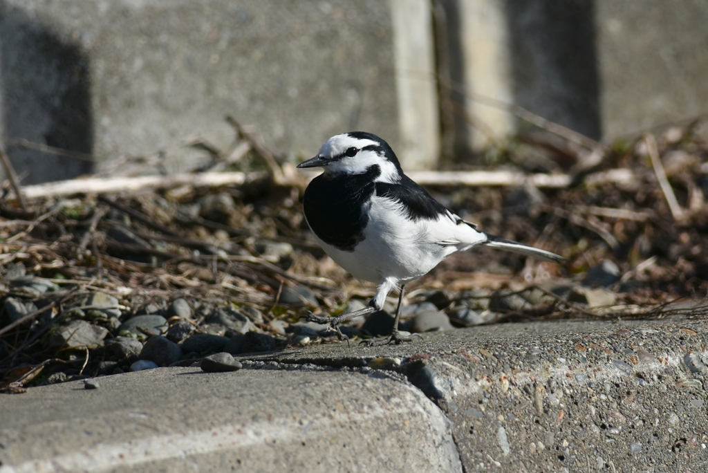 ぶらり・ぶらり