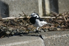 ぶらり・ぶらり