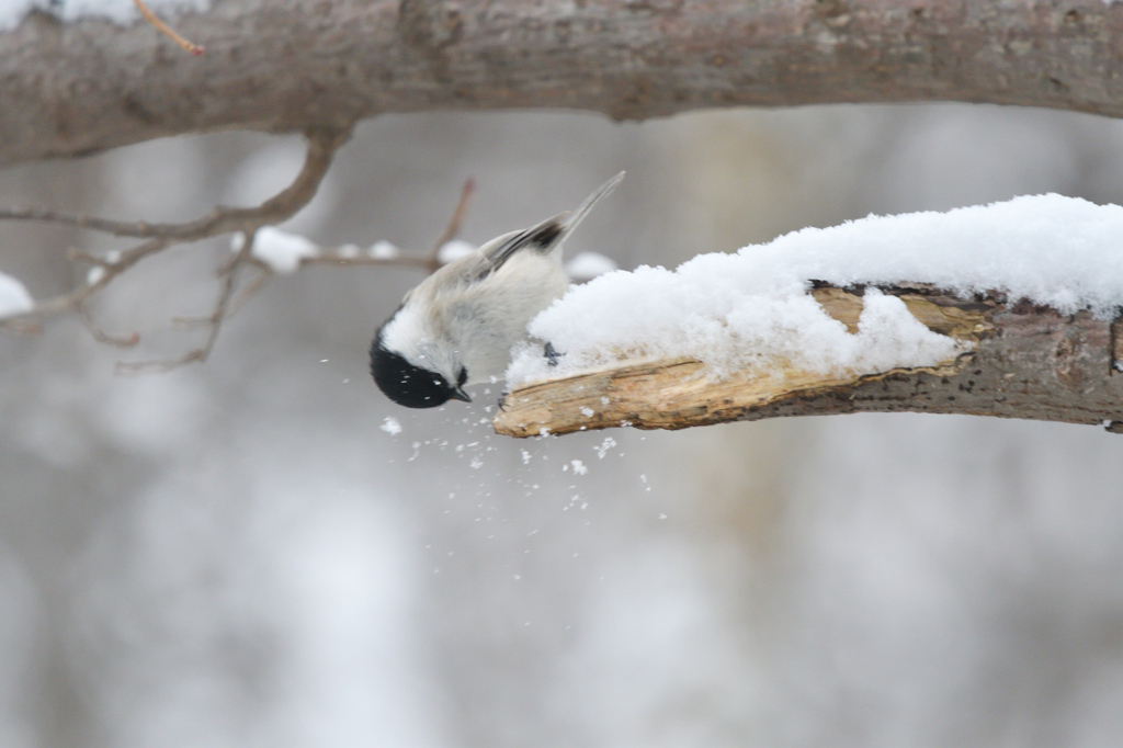 雪はね