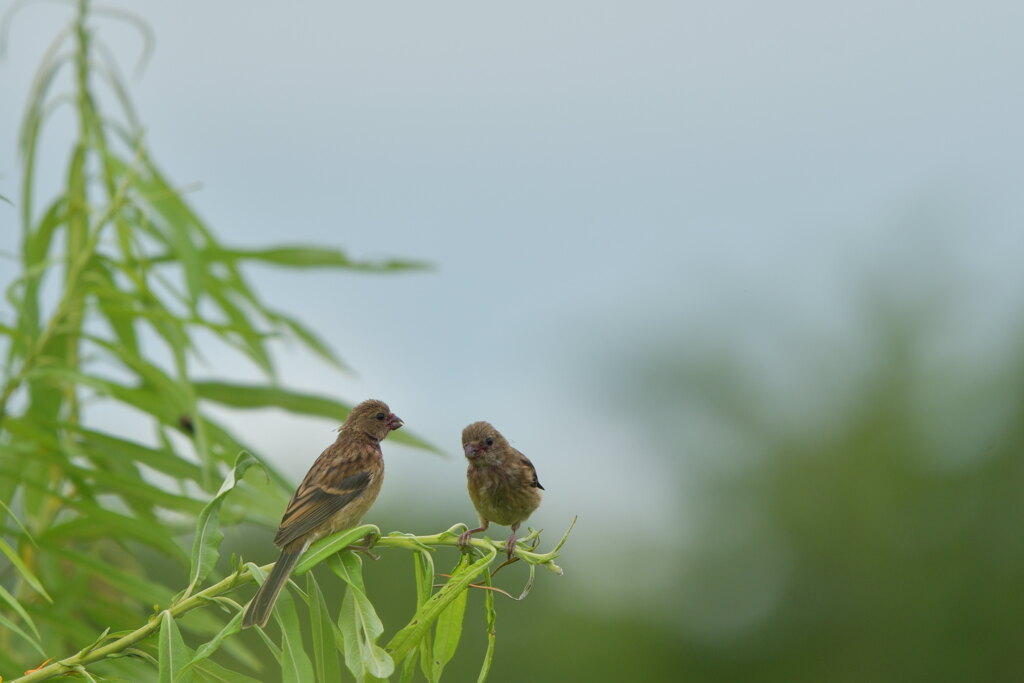 ヤングマン