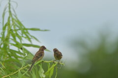 ヤングマン