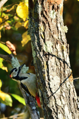 ただいま工事中