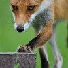 ペディキュア