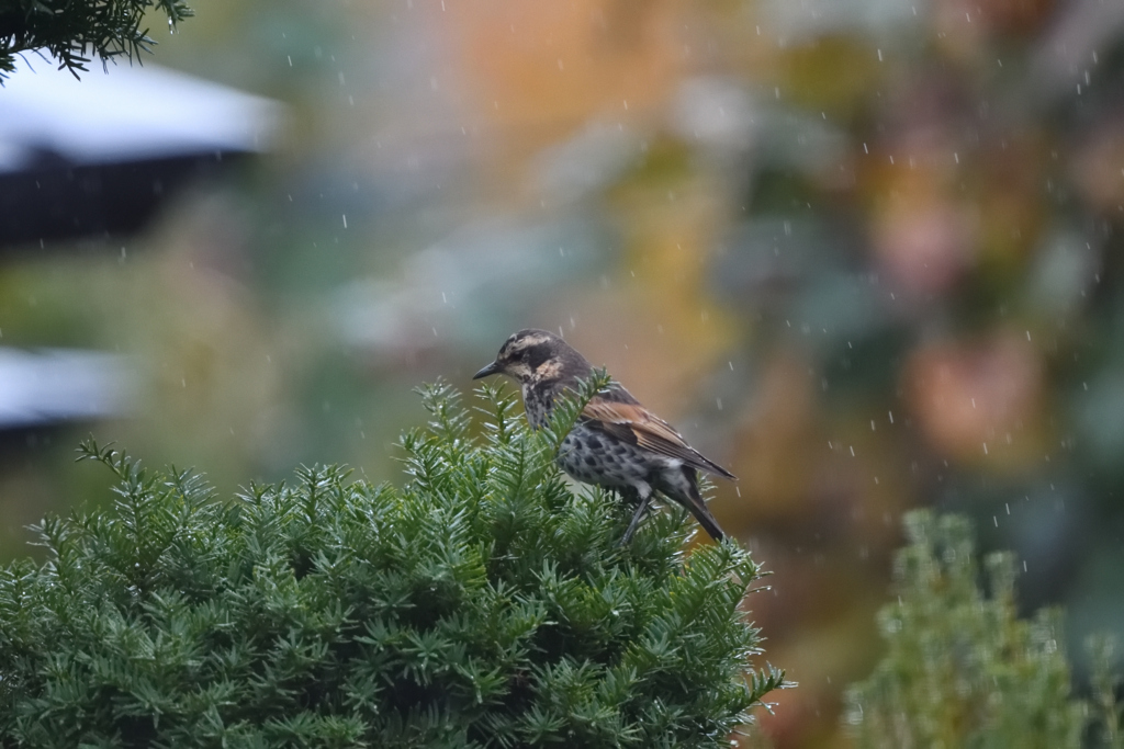 冷たい雨のなか