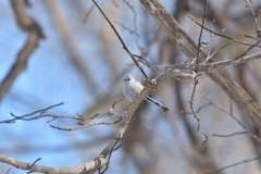 グッドモーニング