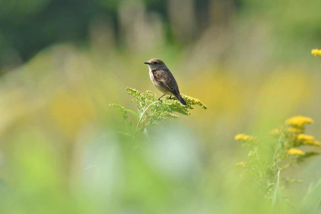 何となくメルヘン