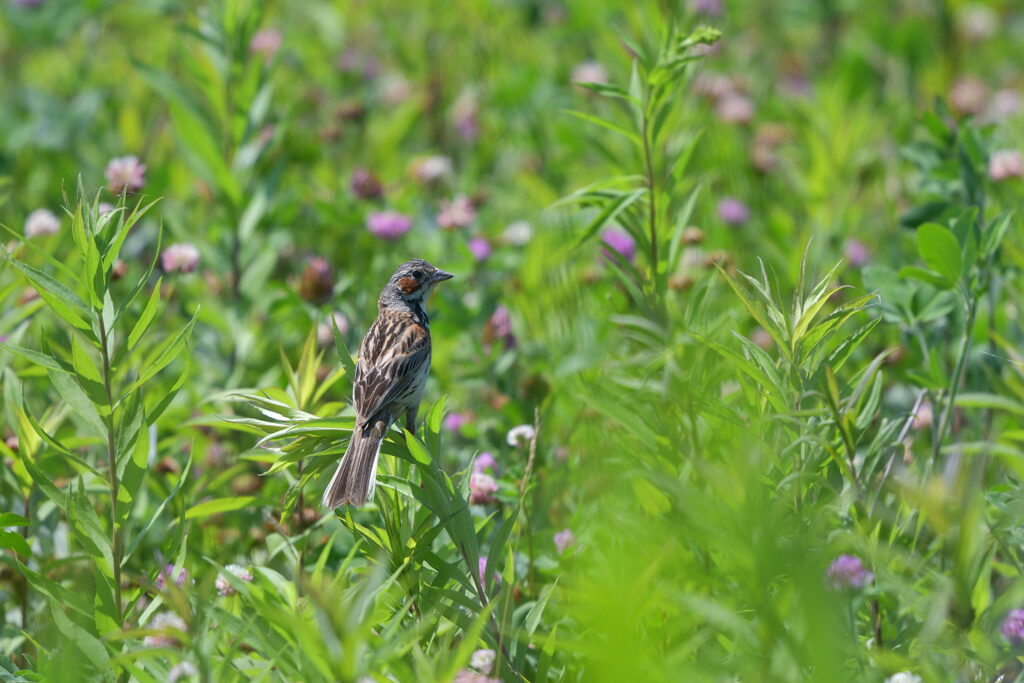 サマーバケーション