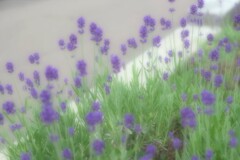 ほのかな香り