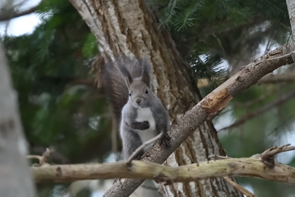 チチカクス