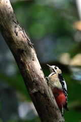 イケてるメンず