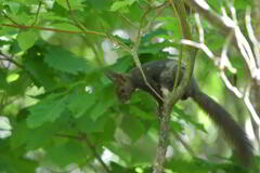 ツートンカラー