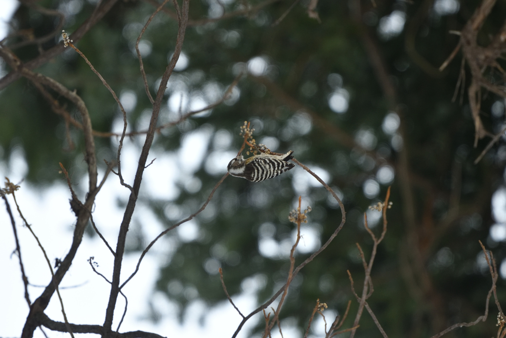 アクロバチックランチ
