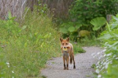 一人でピクニック