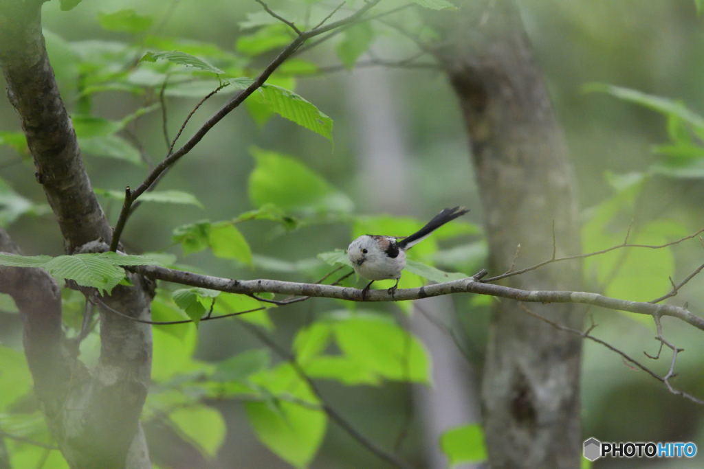 ファニーフェイス