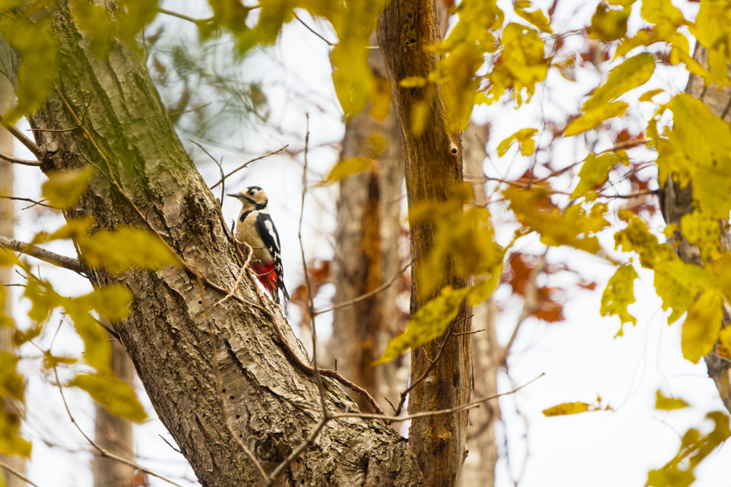 フィナーレの森