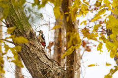 フィナーレの森