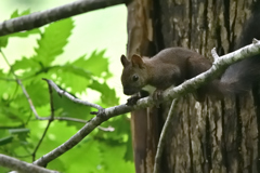 サウナの森