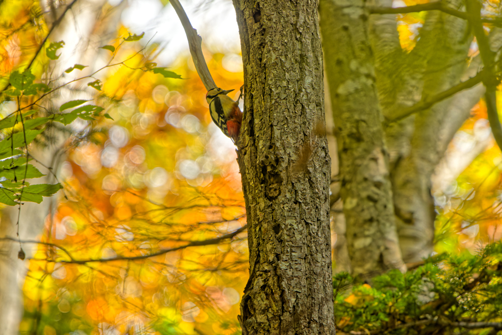 秋のバードウォッチング