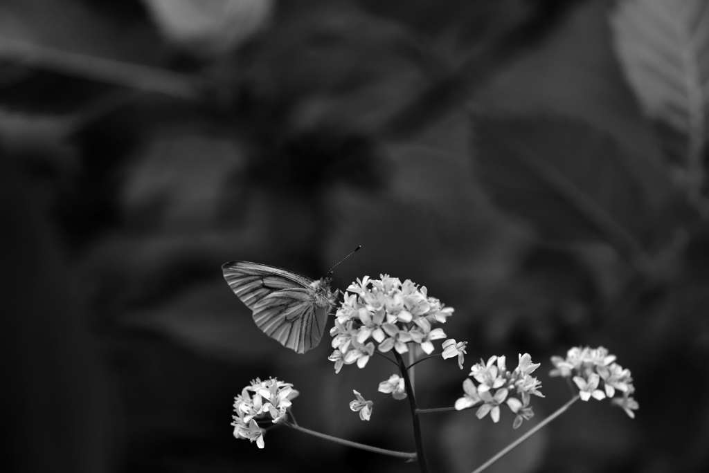 何となくモノトーン