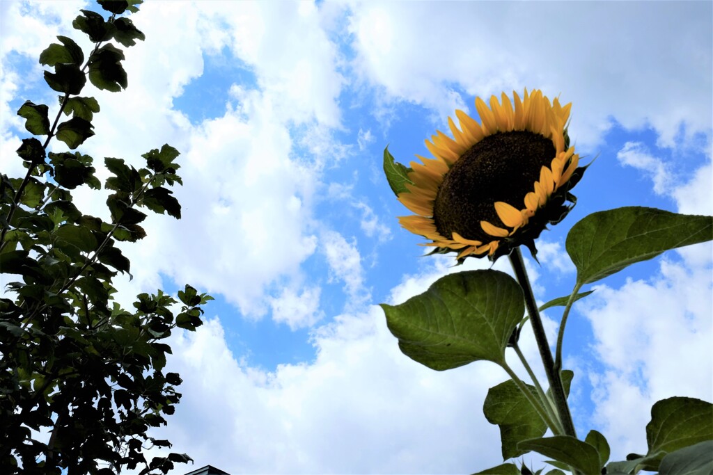 終わる夏