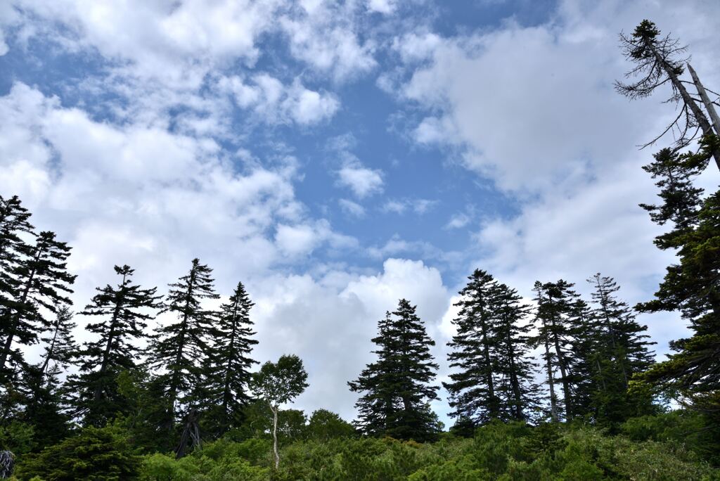 NATUGUMO