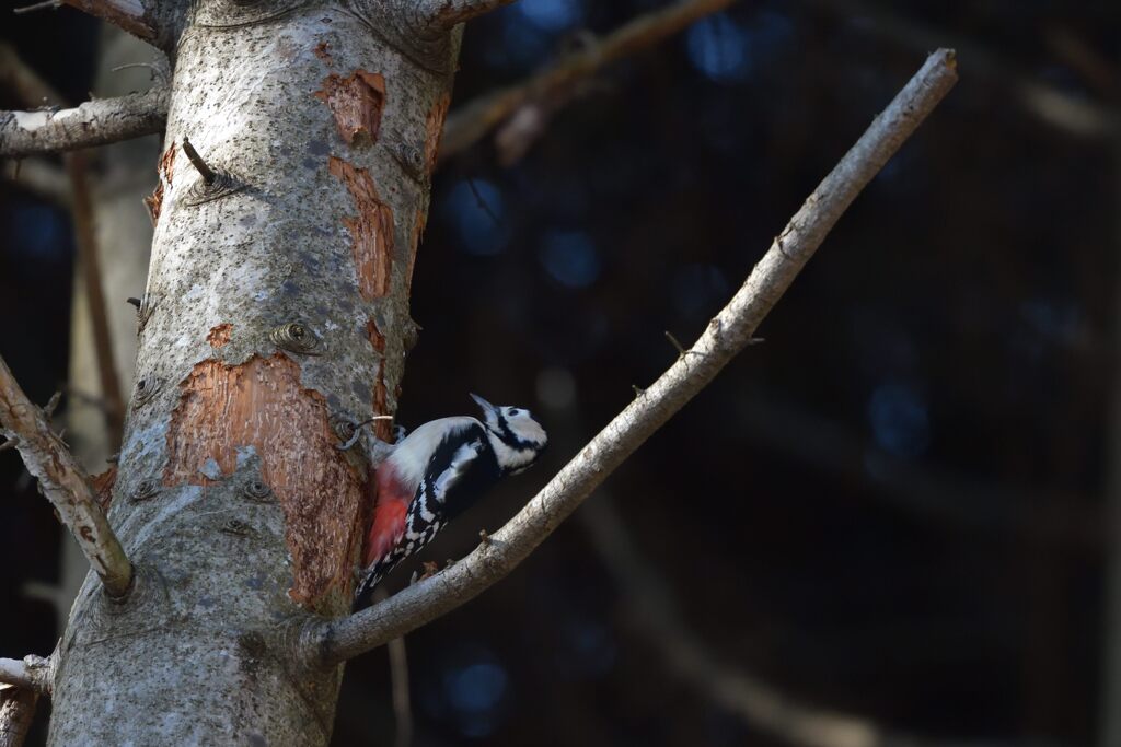 つわものどもがゆめのあと