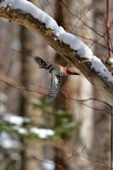 バックジャンプ