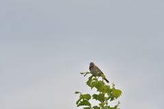 つれづれに