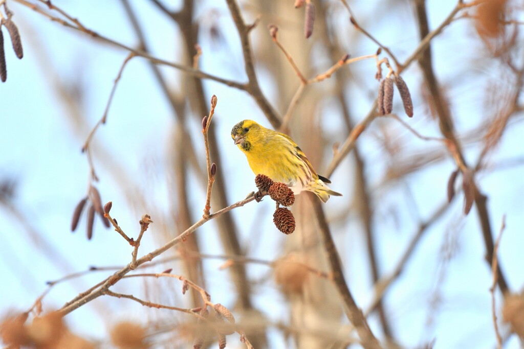 黄花咲く森