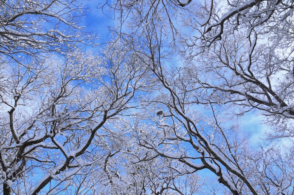 のびのび空へ