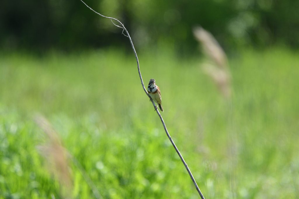 グリーンパラダイス