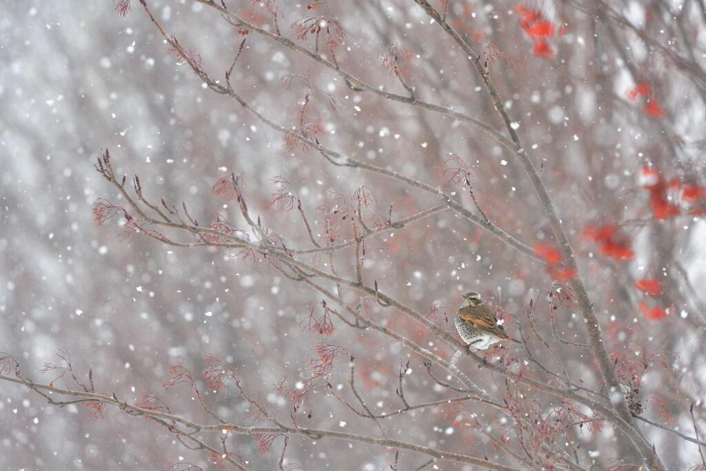 雪の中