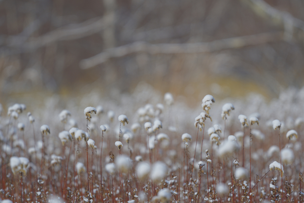 雪持ち草